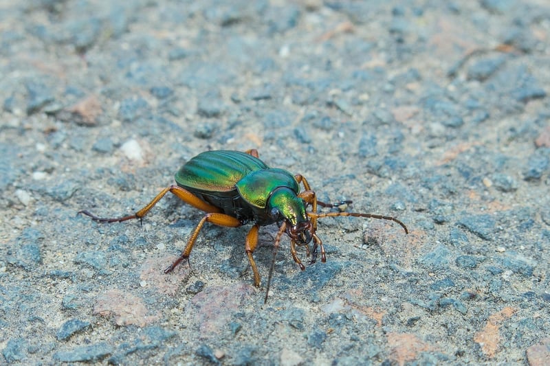 Ground Beetle